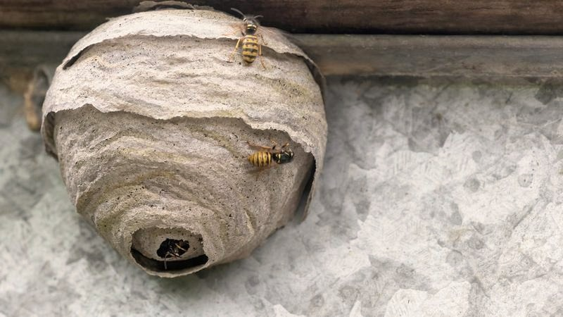 Jak bezpiecznie usunąć gniazdo os z poddasza? Skuteczne metody krok po kroku