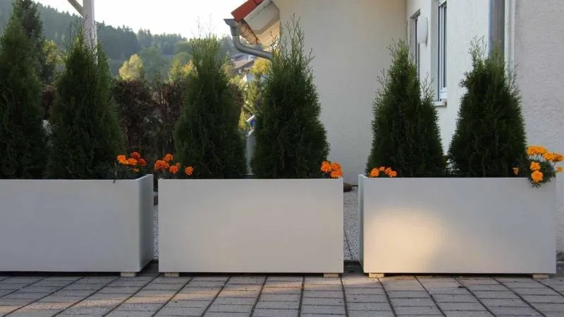 Jakie tuje sprawdzą się na tarasie? Odmiany odporne na słońce i mróz