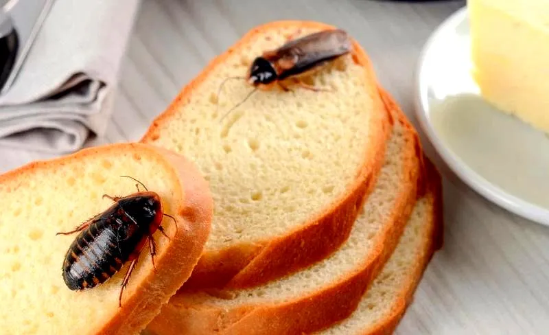 Skuteczne metody, jak pozbyć się karaluchów z kuchni raz na zawsze