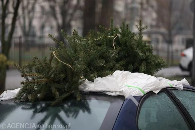 Bezpieczny transport choinki