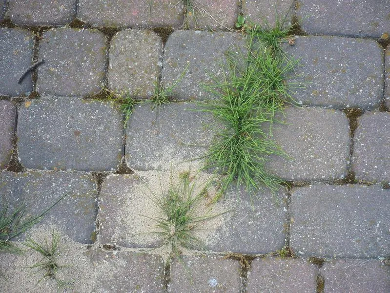 Chwasty na kostce brukowej