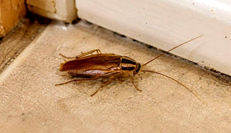 Domowe sposoby odstraszania robaków