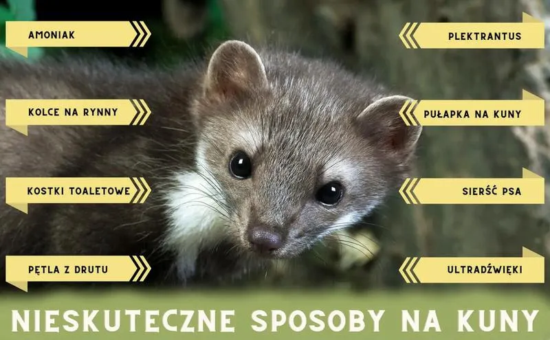Metody odstraszania kuny