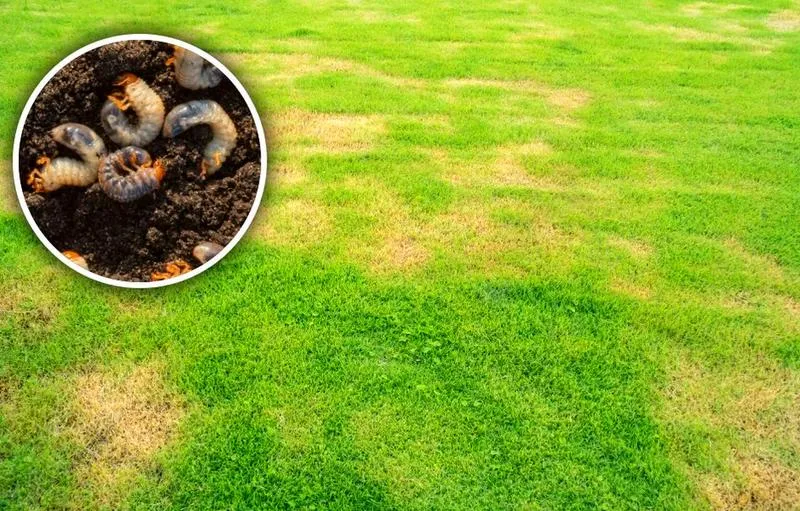 Naturalne metody zwalczania pędraków