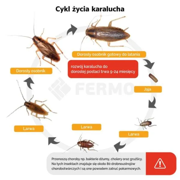 Profilaktyka przed karaluchami