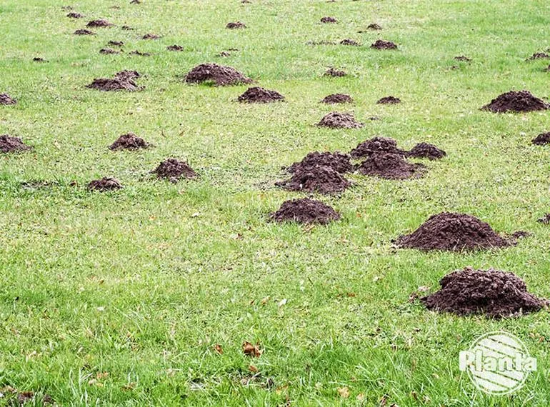 Składniki odżywcze trawy