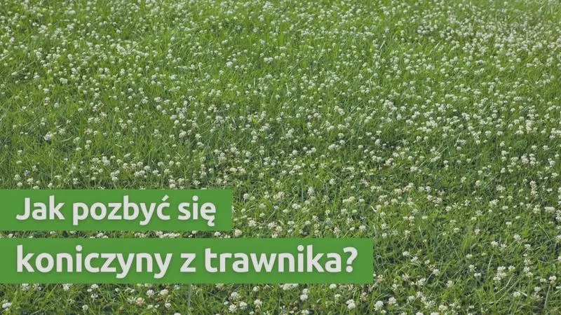 Skuteczne sposoby na koniczynę