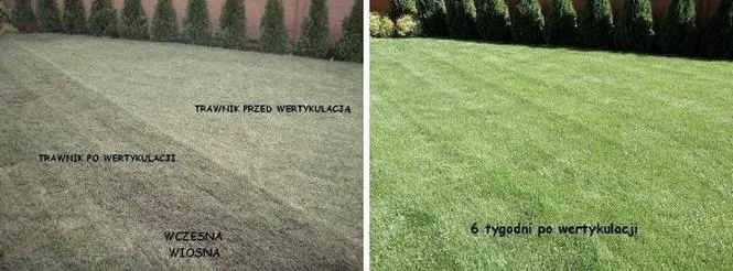 Wertykulacja trawnika