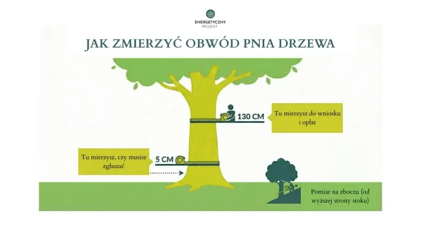 Wycinka drzew bez pozwolenia